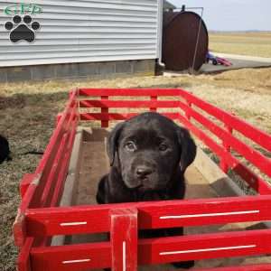 mark, Black Labrador Retriever Puppy